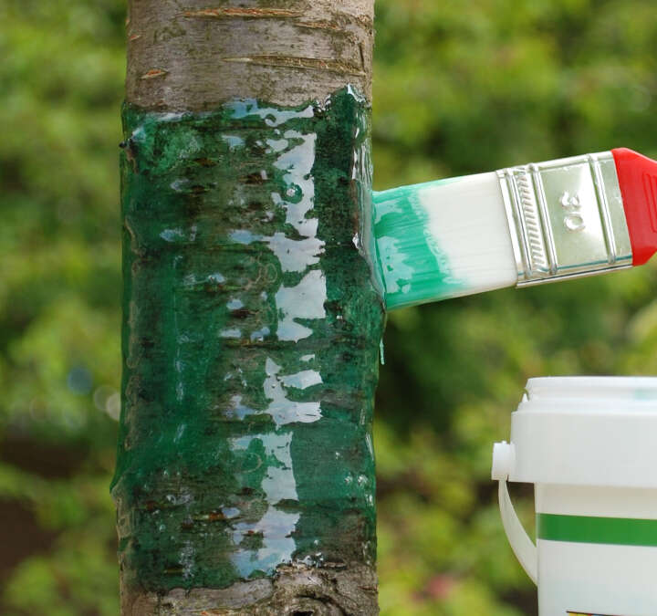 Schacht Raupenleim grün